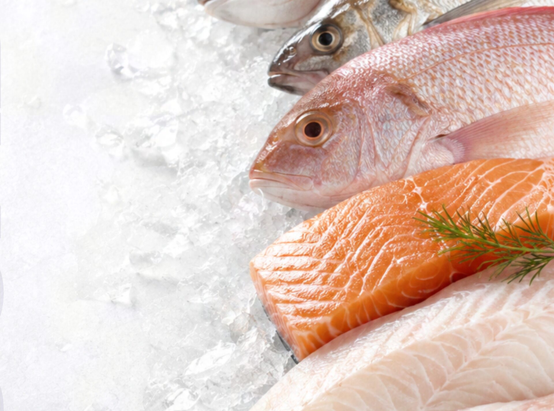 Pescados frescos del Pacífico sobre hielo